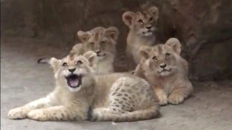 W gdańskim zoo urodziły się cztery lwiątka