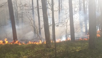 Podpalał lasy i trawy. 37-latek nie ujawnił powodów wzniecania pożarów