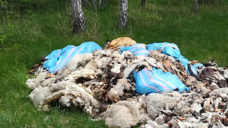 Rozczłonkowane owce i krowy porzucone w lesie. Kilkaset kilogramów odpadów po uboju