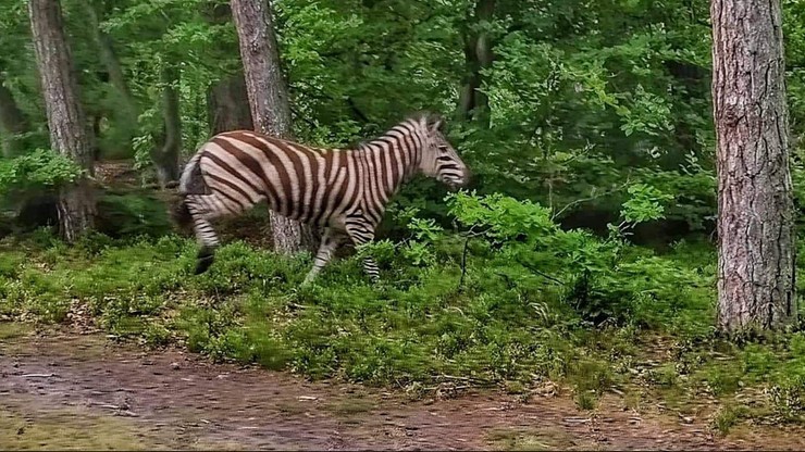 Zebra w lesie pod Elblągiem. "Bardzo szybko ociepla nam się klimat" [ZDJĘCIA]