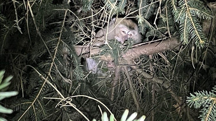 Pensylwania. Małpki laboratoryjne uciekły z ciężarówki po wypadku